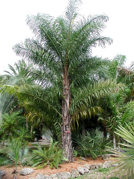www.paratujardin.com