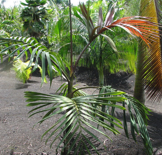 paratujardin.com