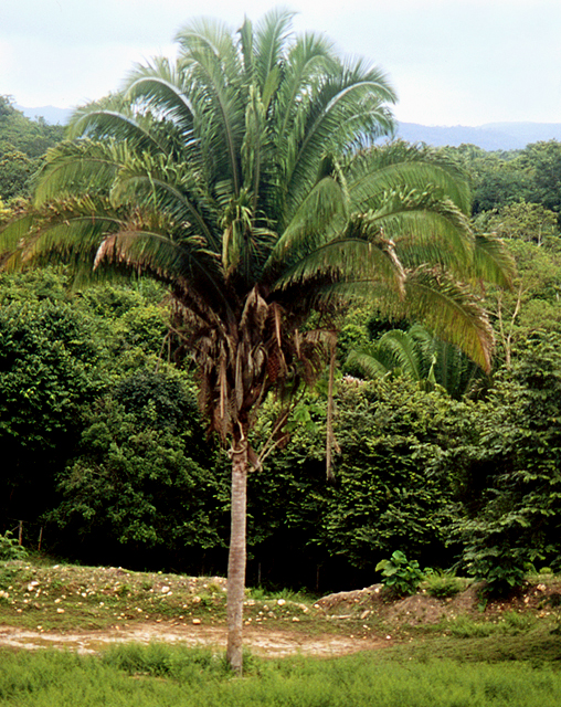 paratujardin.com