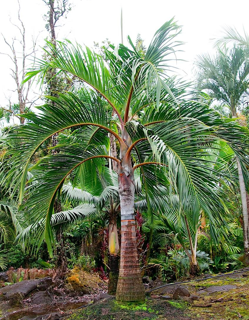 www.paratujardin.com