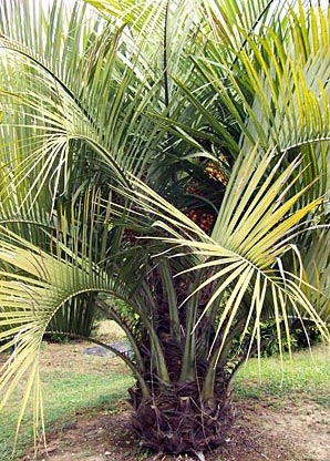 www.paratujardin.com