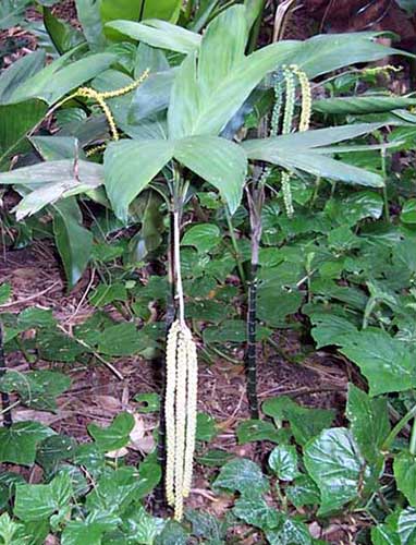 paratujardin.com