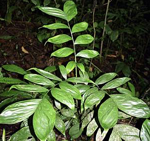 paratujardin.com