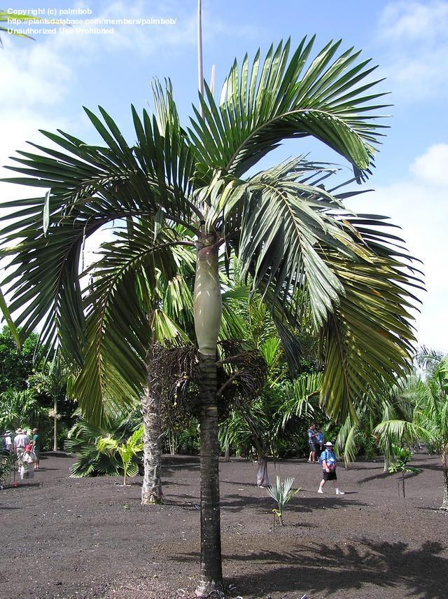 paratujardin.com