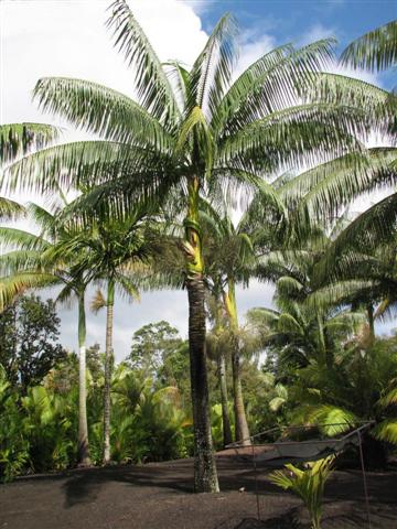 paratujardin.com