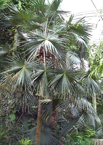paratujardin.com