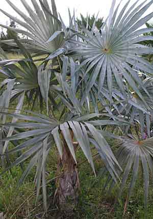 paratujardin.com