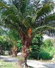 paratujardin.com