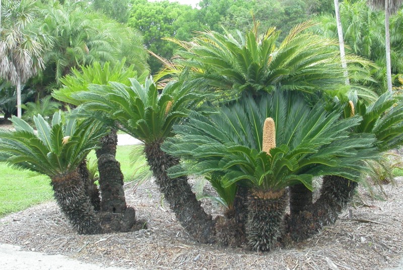 www.paratujardin.com