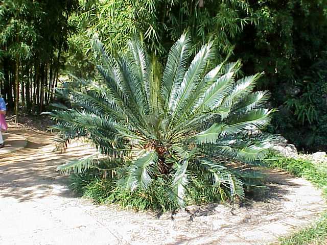 paratujardin.com