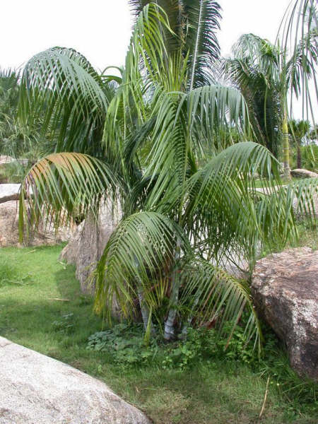 paratujardin.com