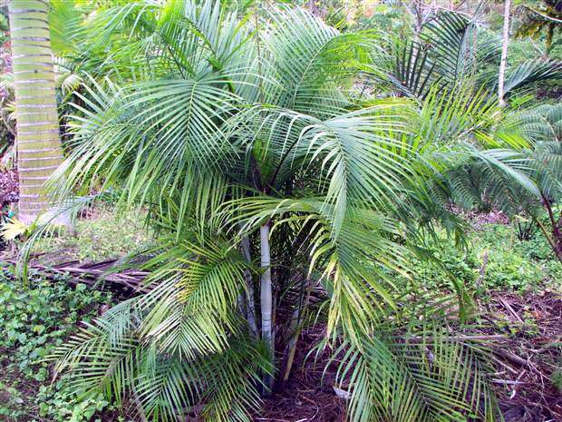 www.paratujardin.com