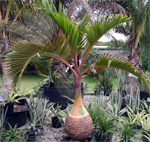 paratujardin.com