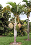paratujardin.com