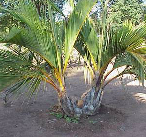www.paratujardin.com