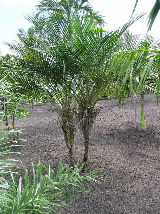 paratujardin.com
