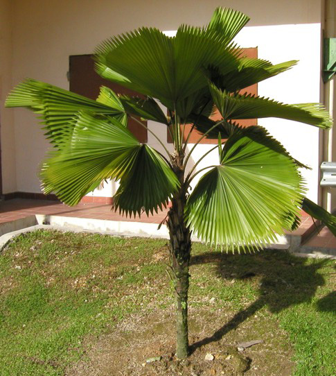 paratujardin.com