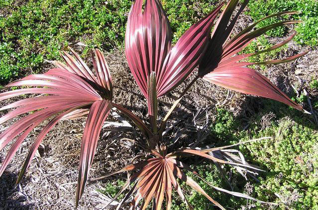 www.paratujardin.com