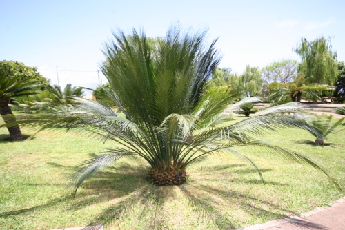 paratujardin.com