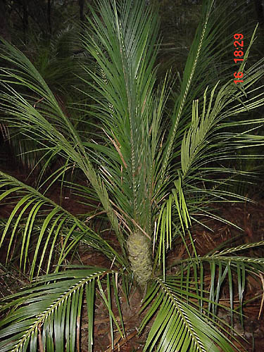 paratujardin.com