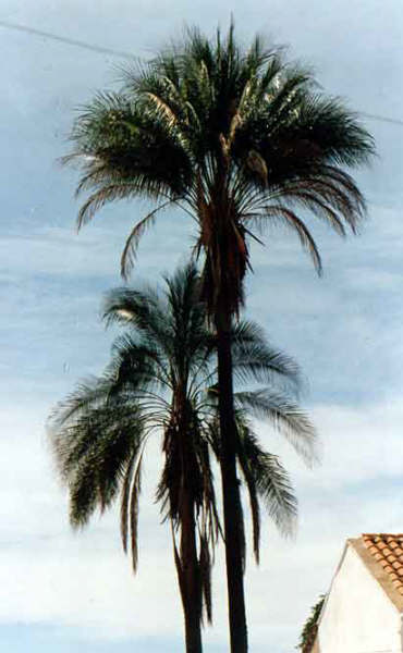 paratujardin.com
