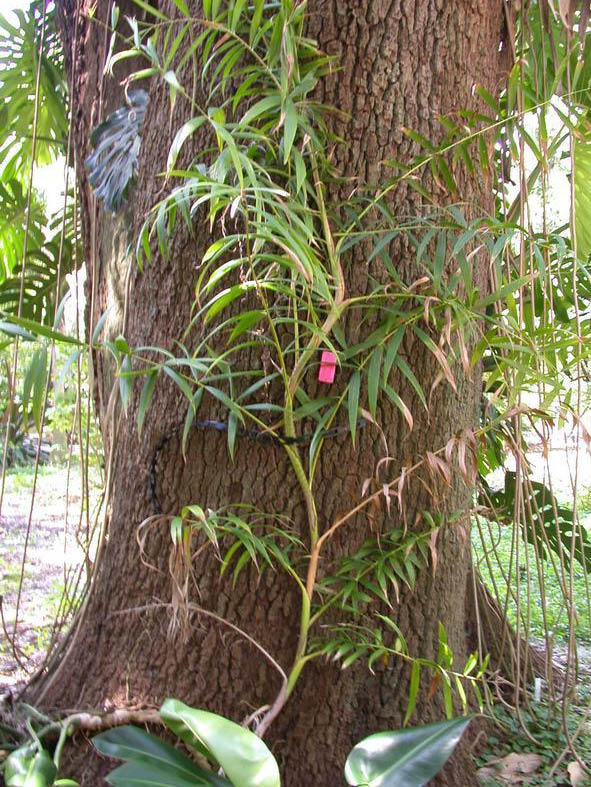 paratujardin.com