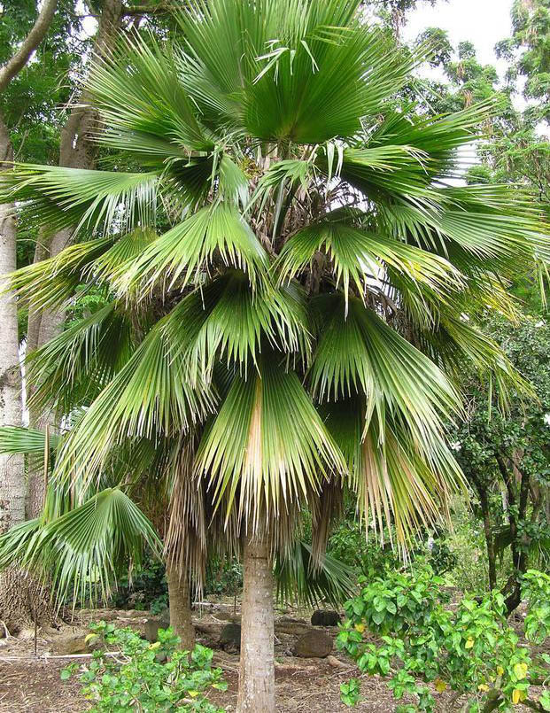 paratujardin.com
