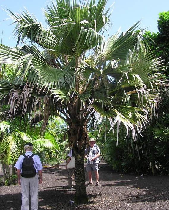www.paratujardin.com