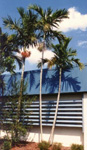 paratujardin.com
