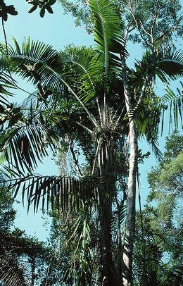 paratujardin.com