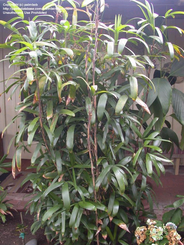www.paratujardin.com
