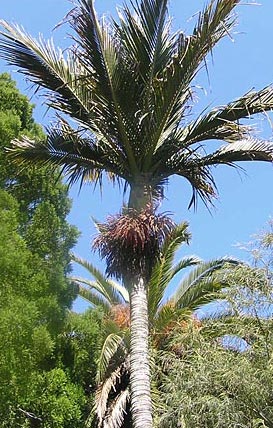 www.paratujardin.com