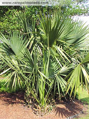 www.paratujardin.com