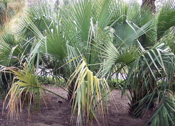 paratujardin.com