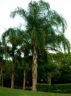 paratujardin.com