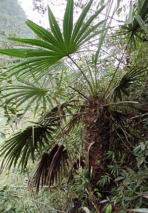 paratujardin.com