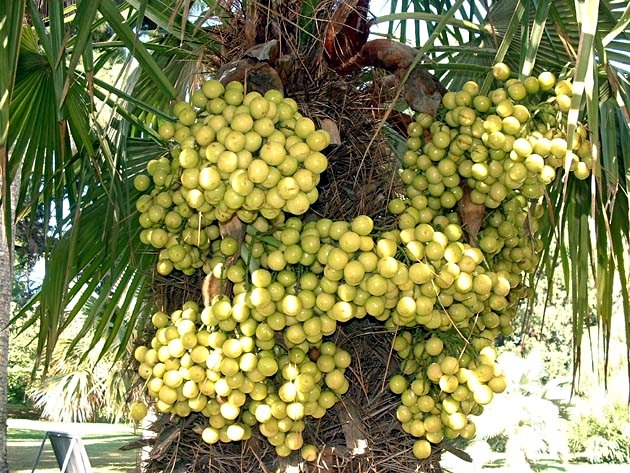 www.paratujardin.com