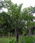 paratujardin.com