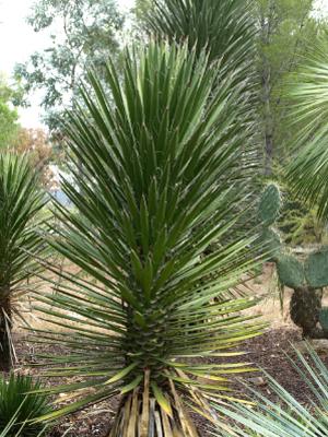 paratujardin.com