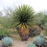 paratujardin.com