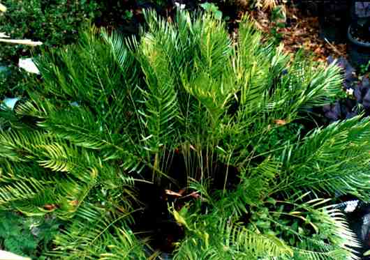paratujardin.com