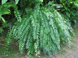 paratujardin.com