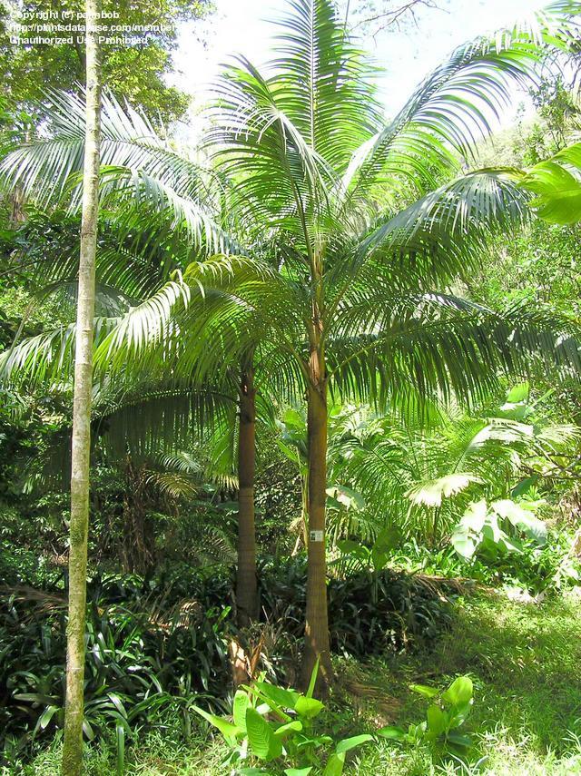 paratujardin.com