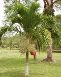 paratujardin.com