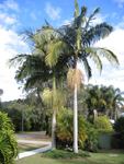 paratujardin.com