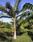 paratujardin.com