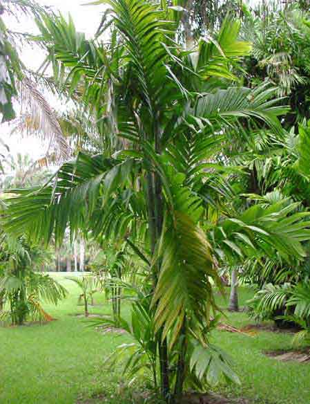 paratujardin.com
