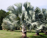 paratujardin.com