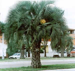 paratujardin.com