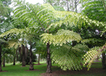 paratujardin.com